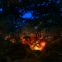 les phares de la forêt copyright AIK Yann Kersalé.jpg